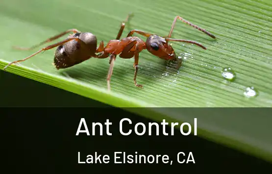  Ant Control Lake Elsinore, CA
