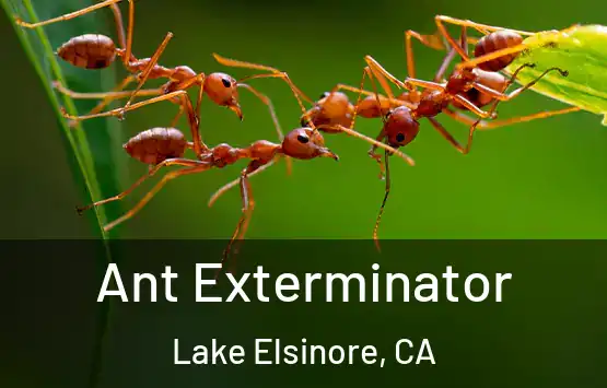  Ant Exterminator Lake Elsinore, CA