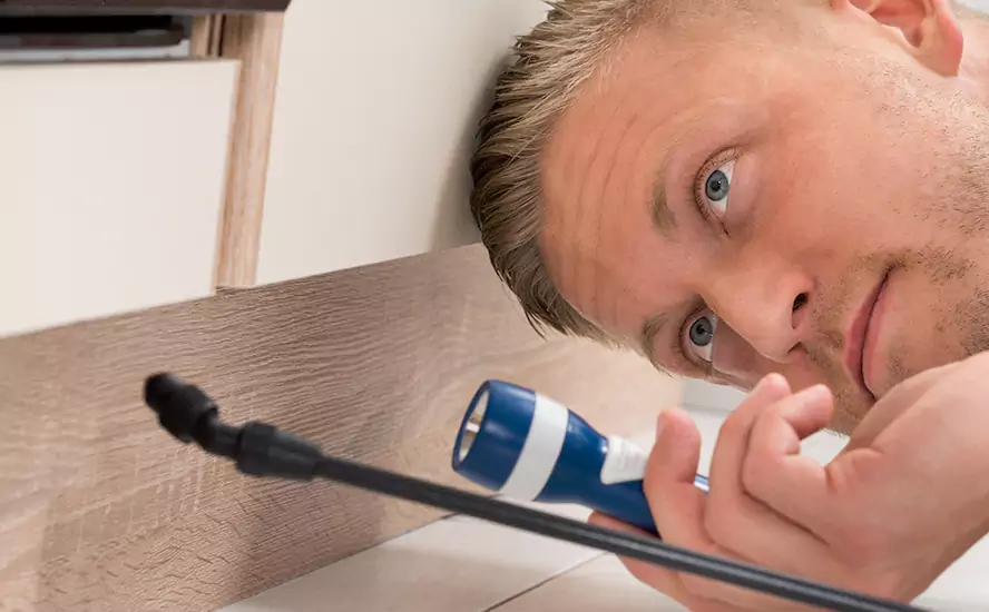 Top-Notch Pest Control in Lake Elsinore