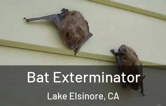  Bat Exterminator Lake Elsinore, CA
