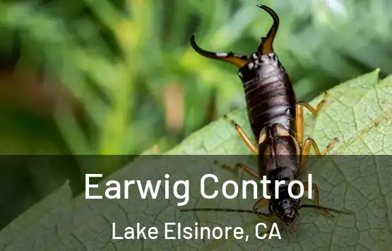  Earwig Control Lake Elsinore, CA
