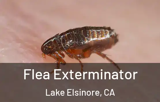  Flea Exterminator Lake Elsinore, CA