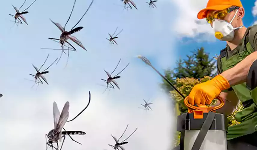 Mosquito Pest Control in Lake Elsinore, CA