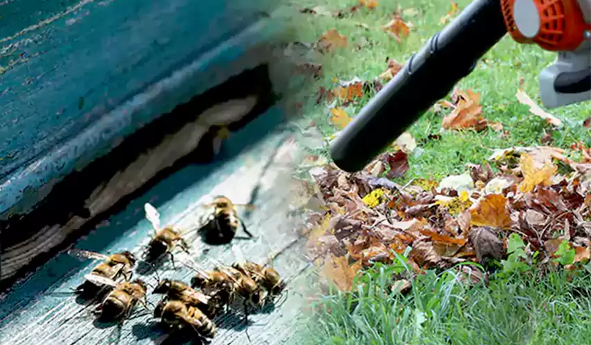 Wasps Pest Control Lake Elsinore, CA