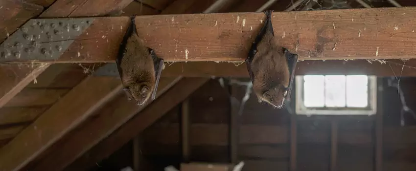 bat-exterminator in Lake Elsinore, CA
