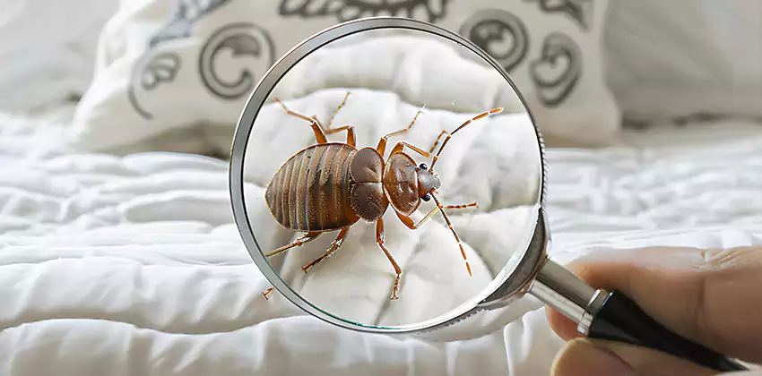 bed-bug-pest-control in Lake Elsinore, CA