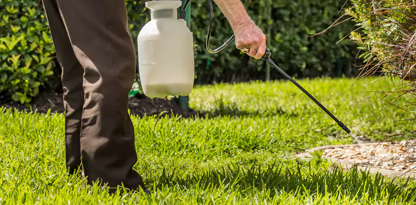 Grub Treatment for Bedrooms Lake Elsinore, CA