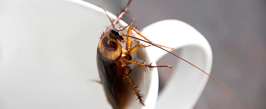 cockroach-pest-control in Lake Elsinore, CA
