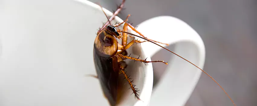 cockroach-treatment in Lake Elsinore, CA