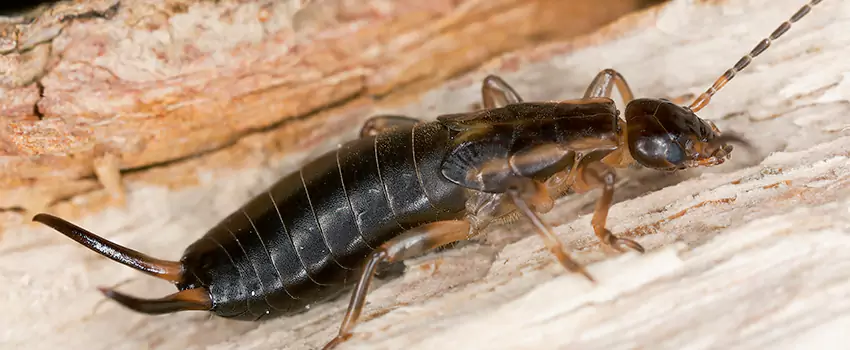 earwig-control in Lake Elsinore, CA