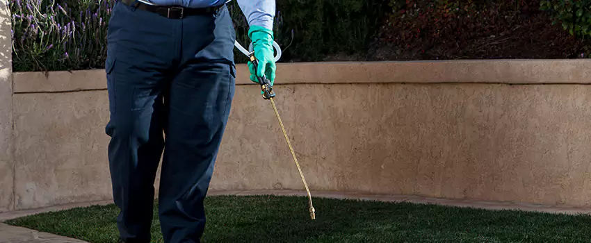 flea-treatment in Lake Elsinore, CA