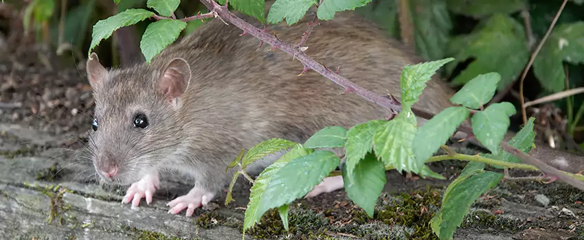 mice-control in Lake Elsinore, CA
