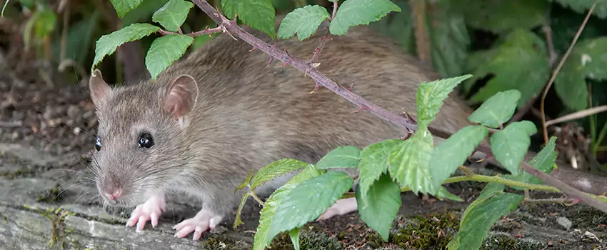 mouse-control in Lake Elsinore, CA
