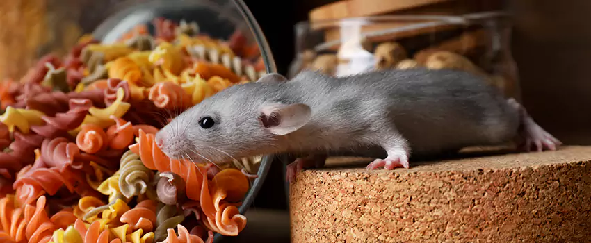 mouse-exterminator in Lake Elsinore, CA