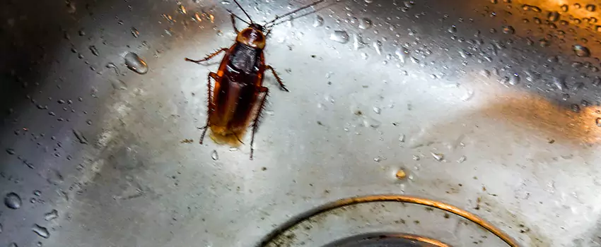 roach-control in Lake Elsinore, CA