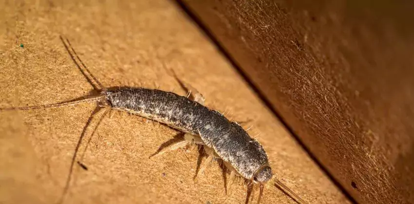 silverfish-control in Lake Elsinore, CA