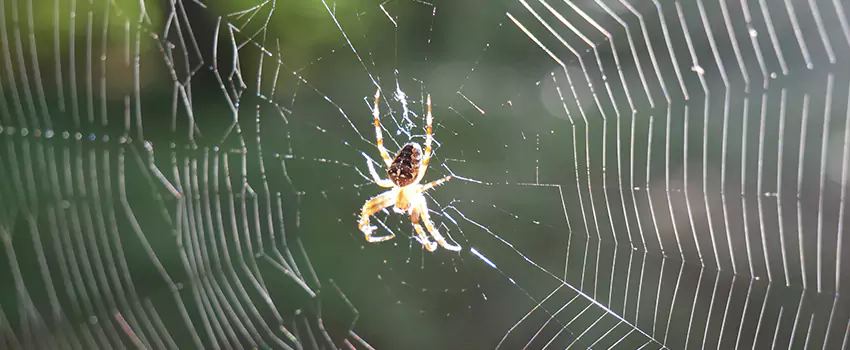 spider-pest-control in Lake Elsinore, CA