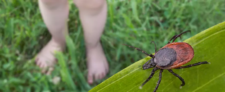 tick-treatment-for-yard in Lake Elsinore, CA