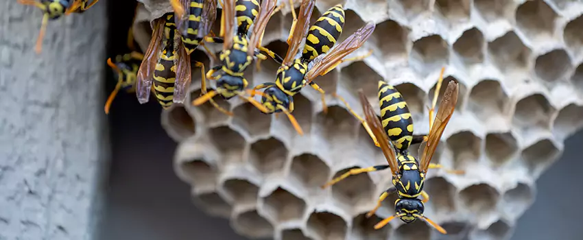 wasp-pest-control in Lake Elsinore, CA