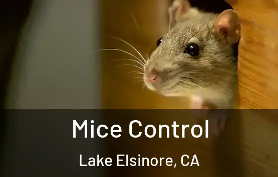  Mice Control Lake Elsinore, CA