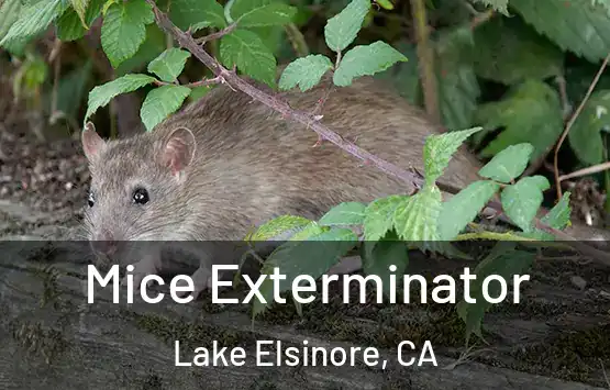  Mice Exterminator Lake Elsinore, CA
