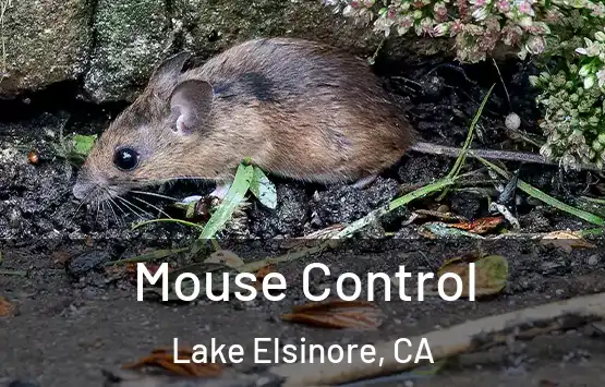  Mouse Control Lake Elsinore, CA