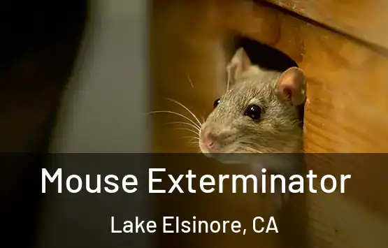  Mouse Exterminator Lake Elsinore, CA