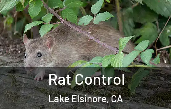  Rat Control Lake Elsinore, CA