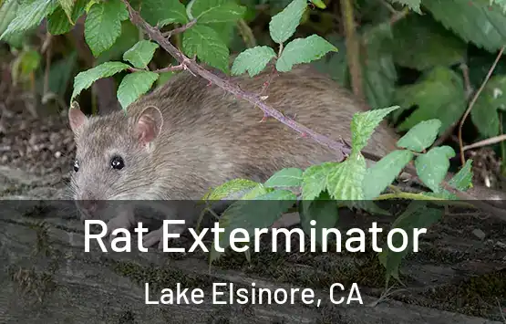  Rat Exterminator Lake Elsinore, CA