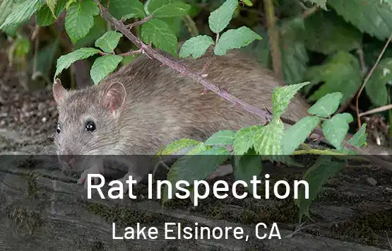  Rat Inspection Lake Elsinore, CA