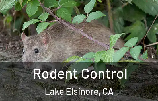  Rodent Control Lake Elsinore, CA