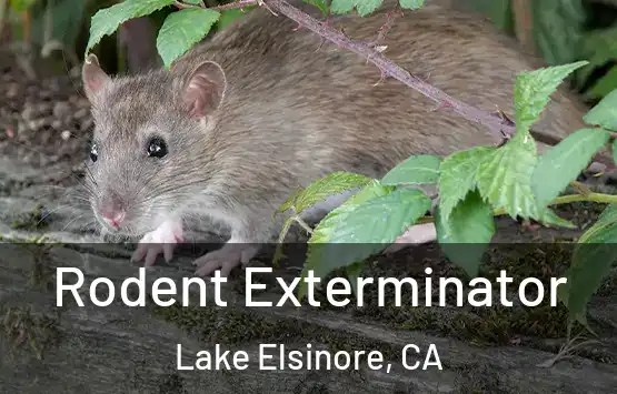  Rodent Exterminator Lake Elsinore, CA