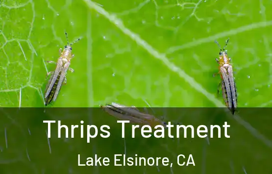  Thrips Treatment Lake Elsinore, CA
