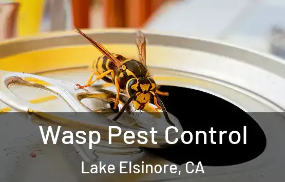  Wasp Pest Control Lake Elsinore, CA