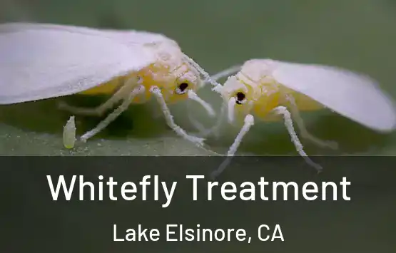  Whitefly Treatment Lake Elsinore, CA