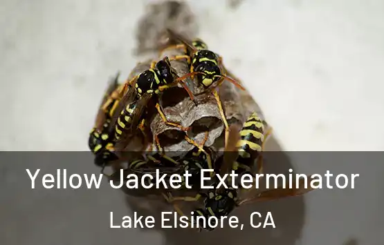  Yellow Jacket Exterminator Lake Elsinore, CA